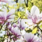 عطر ادکلن پینک مگنولیا اودوره میو - Pink Magnolia Odore Mio - بررسی، قیمت و خرید