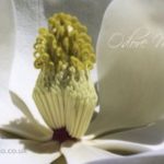 عطر ادکلن وایت مگنولیا اودوره میو - White Magnolia Odore Mio - بررسی، قیمت و خرید