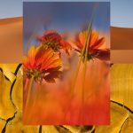 عطر ادکلن ناماکوالند آکوالیس - Namaqualand Aqualis - بررسی، قیمت و خرید
