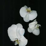 عطر ادکلن آنیژوال فلاور زارا - Unusual Flower Zara - بررسی، قیمت و خرید
