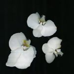 عطر ادکلن آنیژوال فلاور زارا - Unusual Flower Zara - بررسی، قیمت و خرید