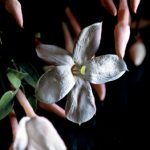 عطر ادکلن اسنس جاسمین دانا کارن - Essence Jasmine Donna Karan - بررسی، قیمت و خرید