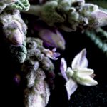 عطر ادکلن اینس لَوِندِر دانا کارن - Essence Lavender Donna Karan - بررسی، قیمت و خرید