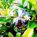 عطر ادکلن استیل جنیفر لوپز - Still Jennifer Lopez - بررسی، قیمت و خرید
