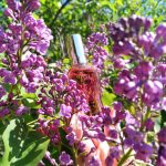 عطر ادکلن ریگاس سرینی دزینتارس - Rigas Cerini (Рижская Сирень, 2000) Dzintars - بررسی، قیمت و خرید