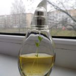 عطر ادکلن لایف سیرکل سپ اوریفلیم - Life Circle Sap Oriflame - بررسی، قیمت و خرید
