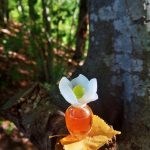 عطر ادکلن فلور د نارس کلوئه - Fleur de Narcisse Chloé - بررسی، قیمت و خرید
