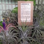 عطر ادکلن لابدانوم ۱۸ ل لابو - Labdanum 18 Le Labo - بررسی، قیمت و خرید