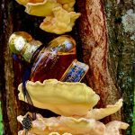 عطر ادکلن آمبر د اورینت سکرت وی آیزنبرگ - Ambre D'Orient Secret V Eisenberg - بررسی، قیمت و خرید