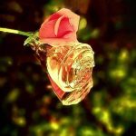 عطر ادکلن ولاره او دو پرفیوم اوریفلیم - Volare Eau de Parfum Oriflame - بررسی، قیمت و خرید