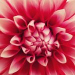 عطر ادکلن جاردیم فاسینانته د افلورا یودورا - Jardim Fascinante de Aflorá Eudora - بررسی، قیمت و خرید