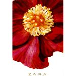 عطر ادکلن بلغارین رز زارا - Bulgarian Rose Zara - بررسی، قیمت و خرید