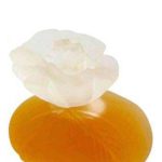عطر ادکلن کنزو کنزو - Kenzo Kenzo - بررسی، قیمت و خرید