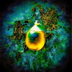 عطر ادکلن ناتورا - Amor América Paramela Natura - بررسی، قیمت و خرید
