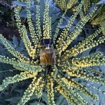 عطر ادکلن لاکس مونا دی اوریو - Lux Mona di Orio - بررسی، قیمت و خرید