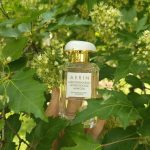 عطر ادکلن مدیترینیان هانی‌ساکل میموسا آرین - Mediterranean Honeysuckle Mimosa Aerin - بررسی، قیمت و خرید