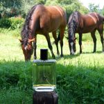 عطر ادکلن سی‌ینا کربتری اند اویلین - Sienna Crabtree & Evelyn - بررسی، قیمت و خرید