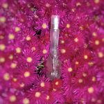 عطر ادکلن گلو جنیفر لوپز - Glow Jennifer Lopez - بررسی، قیمت و خرید