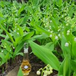 عطر ادکلن موگه دو بونور کارِن - Muguet du Bonheur Caron - بررسی، قیمت و خرید