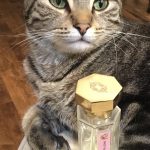 عطر ادکلن لا شَس اُ پاپییون لاریزان پرفیومر - La Chasse aux Papillons L'Artisan Parfumeur - بررسی، قیمت و خرید