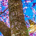 عطر ادکلن چریش اِیوان - Cherish Avon - بررسی، قیمت و خرید