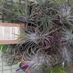 عطر ادکلن لابدانوم ۱۸ ل لابو - Labdanum 18 Le Labo - بررسی، قیمت و خرید