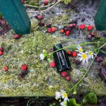عطر ادکلن کریزیا اومو کریزیا - Krizia Uomo Krizia - بررسی، قیمت و خرید