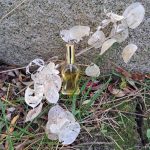 عطر ادکلن ریدزینیس نوس‌لپومس دزینتارس - Rīdzinieces noslēpums (Тайна Рижанки) Dzintars - بررسی، قیمت و خرید