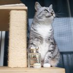 عطر ادکلن امبر رویال اورموند جین - Ambre Royal Ormonde Jayne - بررسی، قیمت و خرید