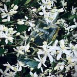 عطر ادکلن آسمانتوس کیکو میچری - Osmanthus Keiko Mecheri - بررسی، قیمت و خرید