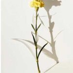 عطر ادکلن لر دو تم زِنیت نینا ریچی - L'Air du Temps Zénith Nina Ricci - بررسی، قیمت و خرید