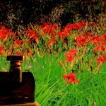 عطر ادکلن اسپلندیدا مگنولیا سنسوئل بولگاری - Splendida Magnolia Sensuel Bvlgari - بررسی، قیمت و خرید