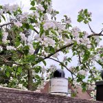 عطر ادکلن اینفلورسن بایردو - Inflorescence Byredo - بررسی، قیمت و خرید