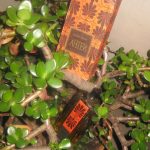 عطر ادکلن آنتیج دزینتارس - Antejs (Антей) Dzintars - بررسی، قیمت و خرید