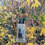 عطر ادکلن بولدلی سئول زرا - Boldly Seoul Zara - بررسی، قیمت و خرید