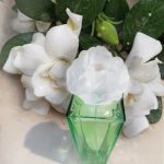 عطر ادکلن گاردنیا الیزابت تیلور - Gardenia Elizabeth Taylor - بررسی، قیمت و خرید