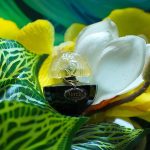 عطر ادکلن اورلی داروی ریاچی - Aurélie d'Harwey Riachi - بررسی، قیمت و خرید