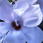 عطر ادکلن ایزادورا ایزابل پاریس - Isadora Isadora Paris - بررسی، قیمت و خرید