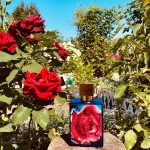 عطر ادکلن شکسپیر این لاو ا دازن روزز - Shakespeare in Love A Dozen Roses - بررسی، قیمت و خرید