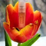 عطر ادکلن استپ تولیپ روسکلون - Steppe Tulip – Степной Тюльпан Ruskolon - بررسی، قیمت و خرید
