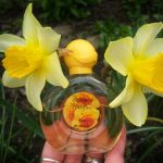 عطر ادکلن زولوتوی نرسیس سیورنو سییانیه - Золотой нарцисс Северное сияние - بررسی، قیمت و خرید