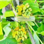 عطر ادکلن لونیسرا د نویی وسکانیان پرفیومز - Lonicera de Nuit Voskanian Parfums - بررسی، قیمت و خرید