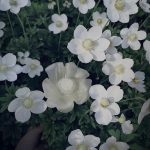 عطر ادکلن آناهیس آناهیس کچاره‌ل - Anais Anais Cacharel - بررسی، قیمت و خرید