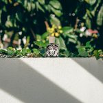 عطر ادکلن کلری فیگ کارل کلینگ پارفومز - Clary Fig Carl Kling Parfums - بررسی، قیمت و خرید