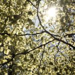 عطر ادکلن لِس جاگایا - Less Jagaia - بررسی، قیمت و خرید