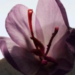 عطر ادکلن اَش فِلَور بربری - Ash Flower Burberry - بررسی، قیمت و خرید