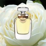 عطر ادکلن وایت رز مکات پرفیوم - White Rose Macott Parfums - بررسی، قیمت و خرید