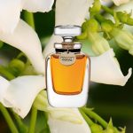 عطر ادکلن جزمین بلانک ماکوت پرفیومز - Jasmine Blanc Macott Parfums - بررسی، قیمت و خرید