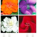 عطر ادکلن رز پتالز مونوتمه ونیزیا - Rose Petals Monotheme Venezia - بررسی، قیمت و خرید
