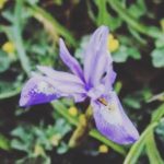 عطر ادکلن آیریس چیپغ الکسیر عطار - Iris Chypre Elixir Attar - بررسی، قیمت و خرید